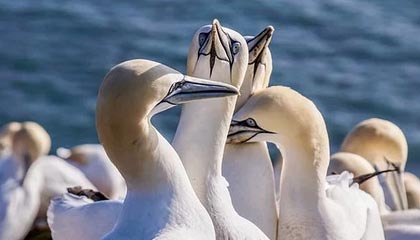 乐鱼体育网页登录-广东队积极备战季后赛争取最佳名次，广东队季后赛战绩