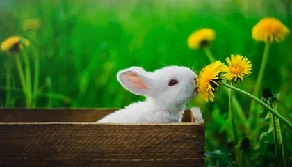 乐鱼体育网页登录-广东队积极备战季后赛争取最佳名次，广东队季后赛战绩